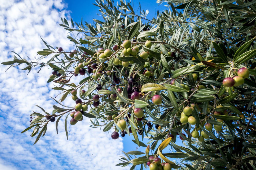 Similar – Image, Stock Photo Rich harvest Food Fruit