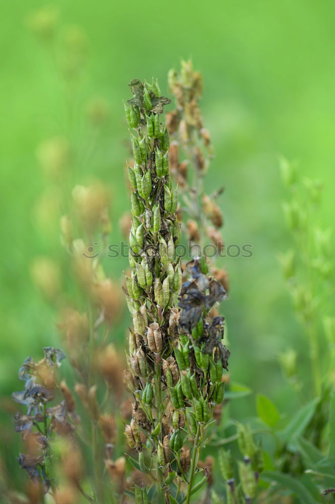 Similar – Image, Stock Photo flower predator