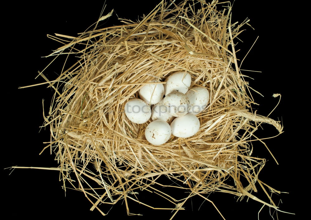 Similar – Image, Stock Photo Organic egg in straw Food