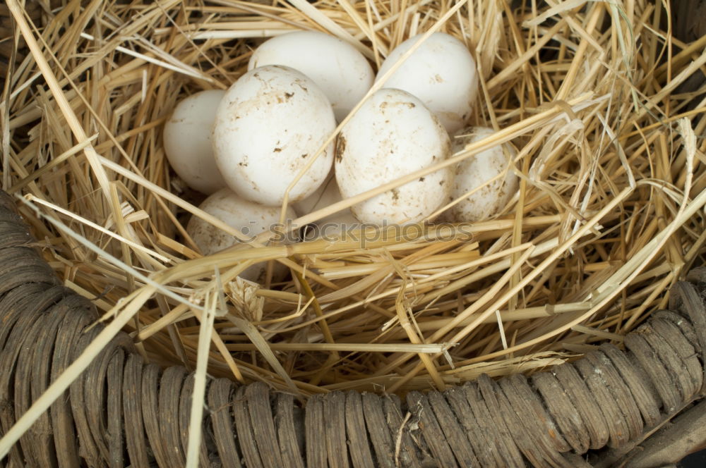 Similar – Image, Stock Photo Empty nest in daddys hand