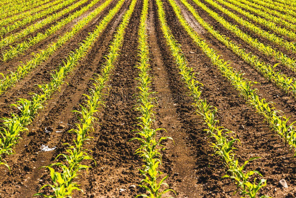 Similar – Image, Stock Photo Tractor 1 Field Farmer