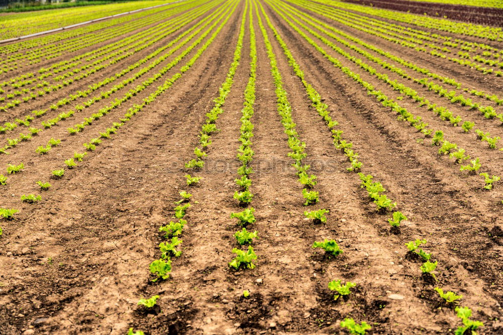 Similar – lines Field Plow