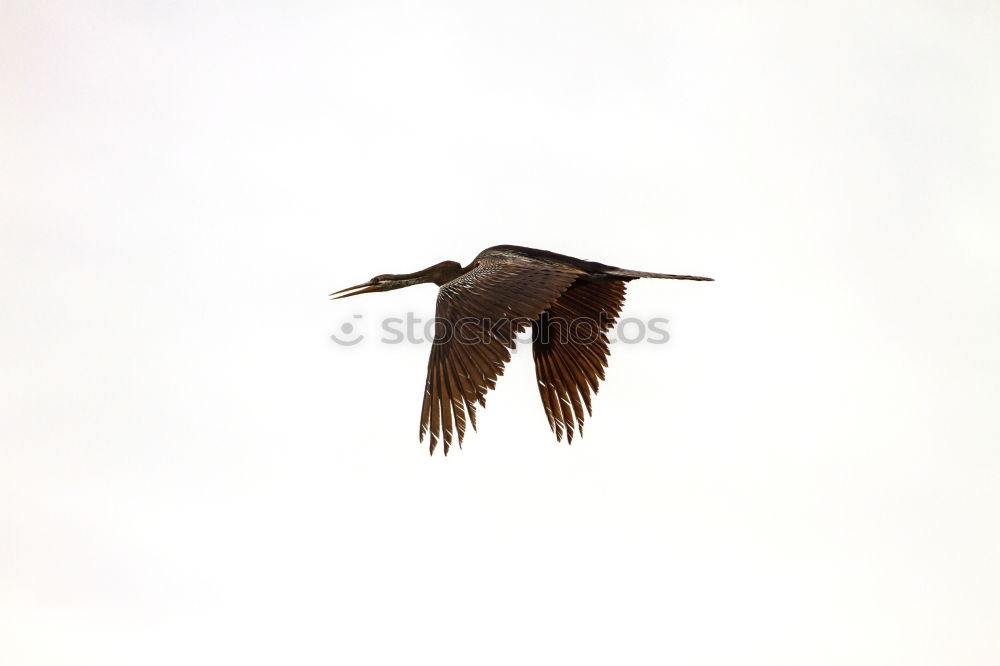 Similar – Image, Stock Photo stork with rattle Stork