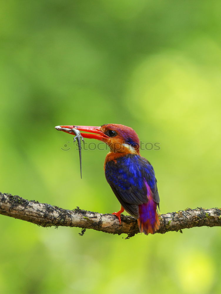 Similar – Image, Stock Photo the catch Animal Bird 1