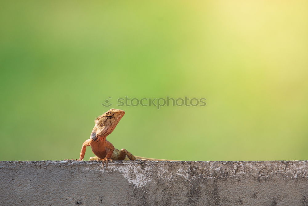 Similar – Image, Stock Photo End of terrain Dead animal