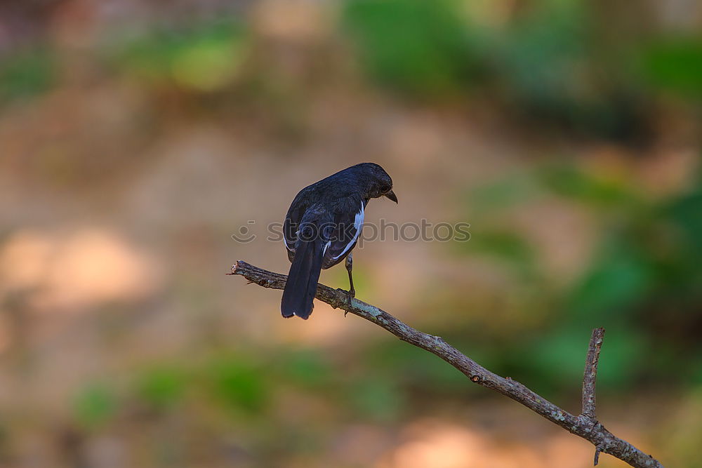 Similar – Image, Stock Photo Fork-tailed Drongo Summer