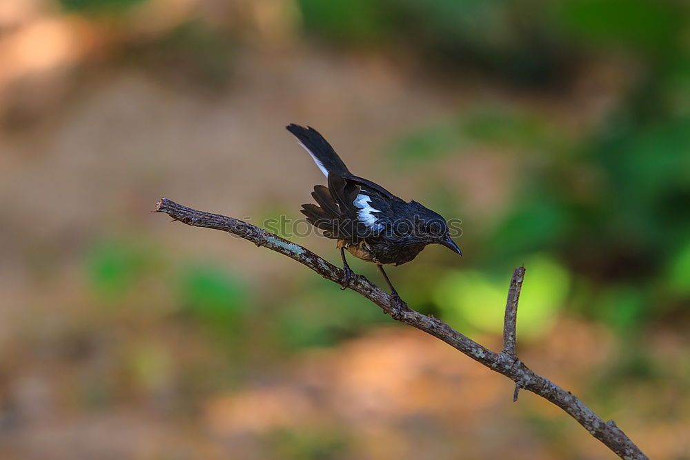 Similar – Good Deposited Tree Leaf