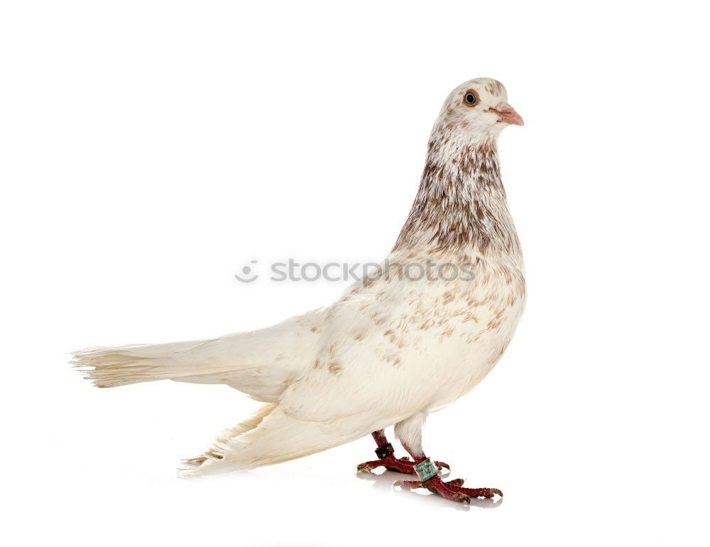 Similar – Image, Stock Photo Alster Ground Dove Nature