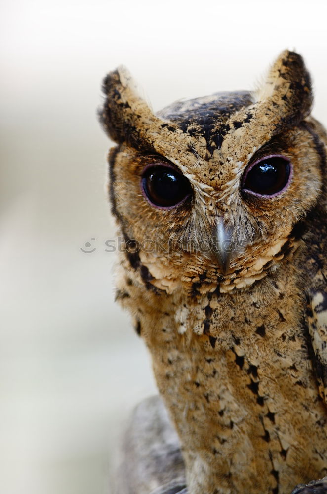 Similar – Image, Stock Photo Common swift young bird