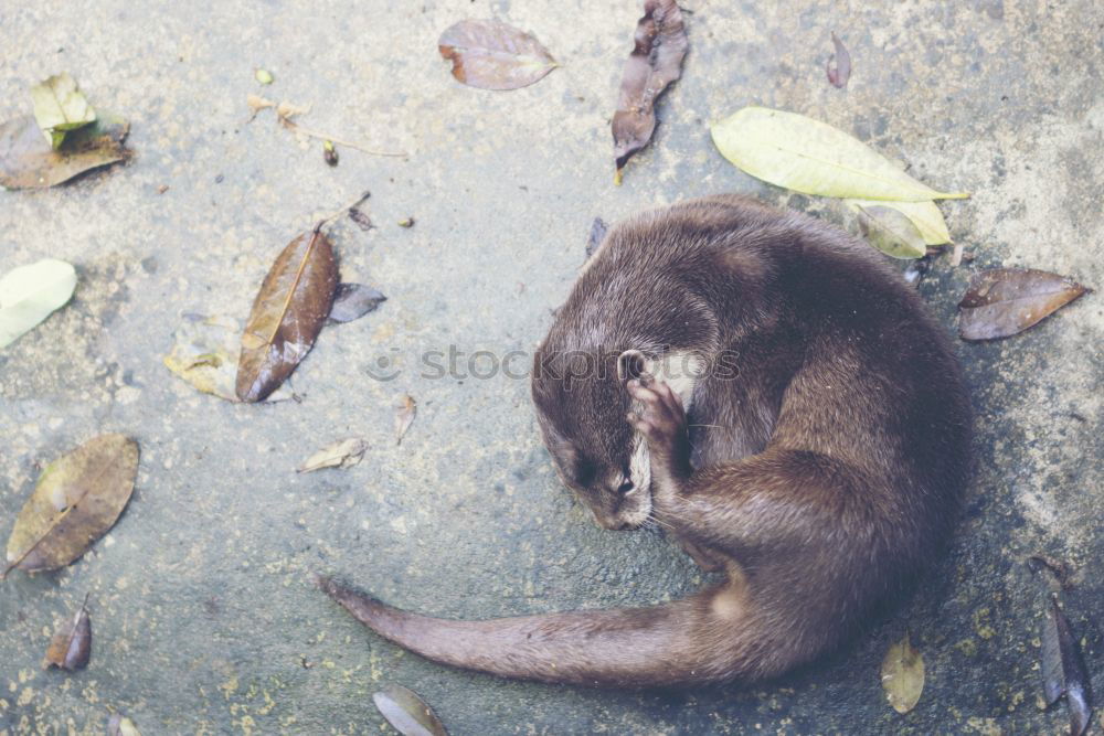 Similar – Image, Stock Photo Cat and mouse. Pet