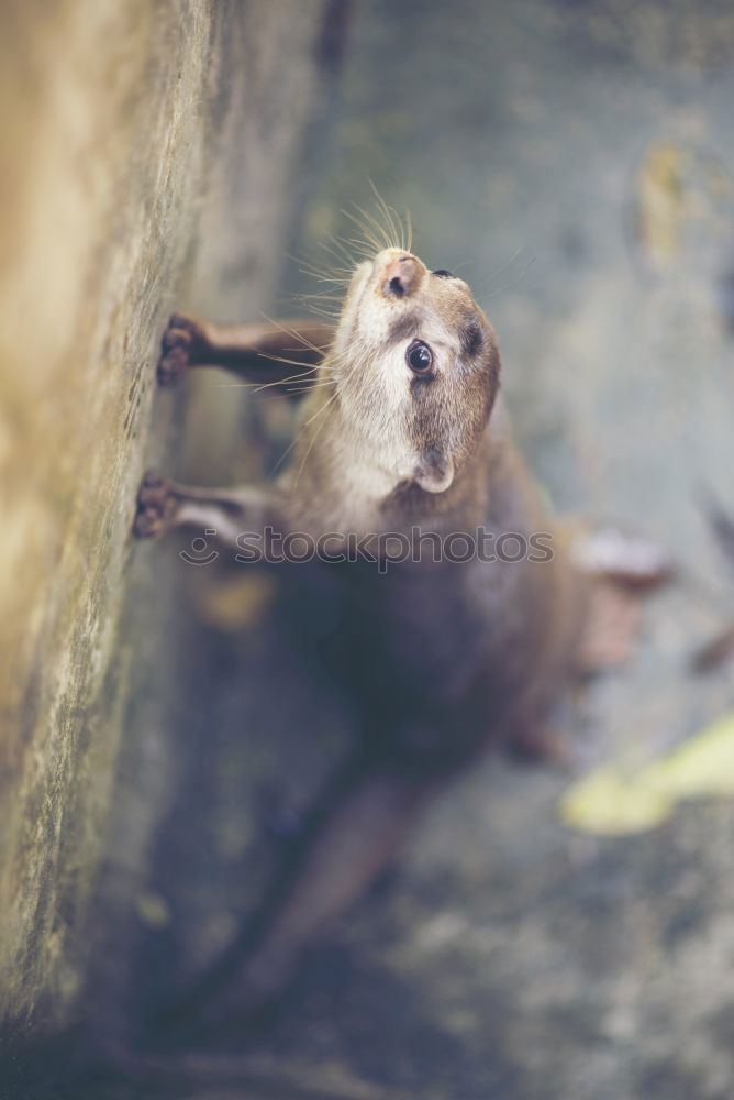 Similar – swimming penguin, humboldt penguin