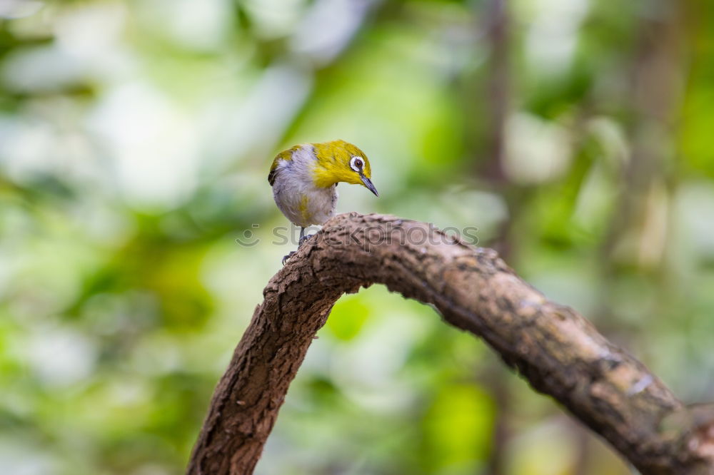 Similar – Kingfisher on Sri Lanka