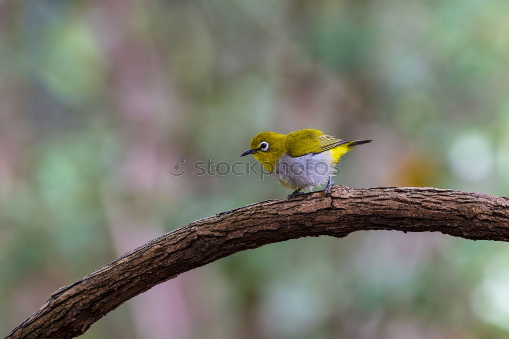 Similar – Image, Stock Photo Wonderful green bird on wood