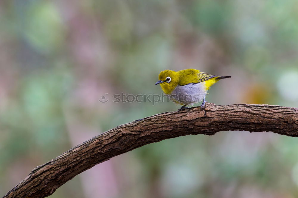 Similar – Image, Stock Photo Wonderful green bird on wood