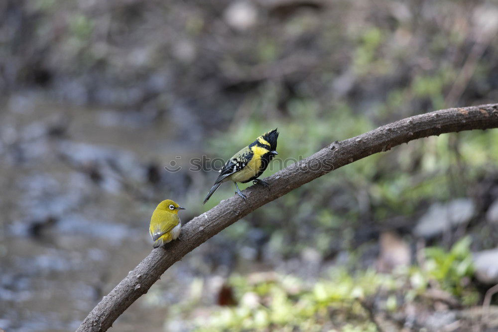 Similar – Weaver bird acrobatics