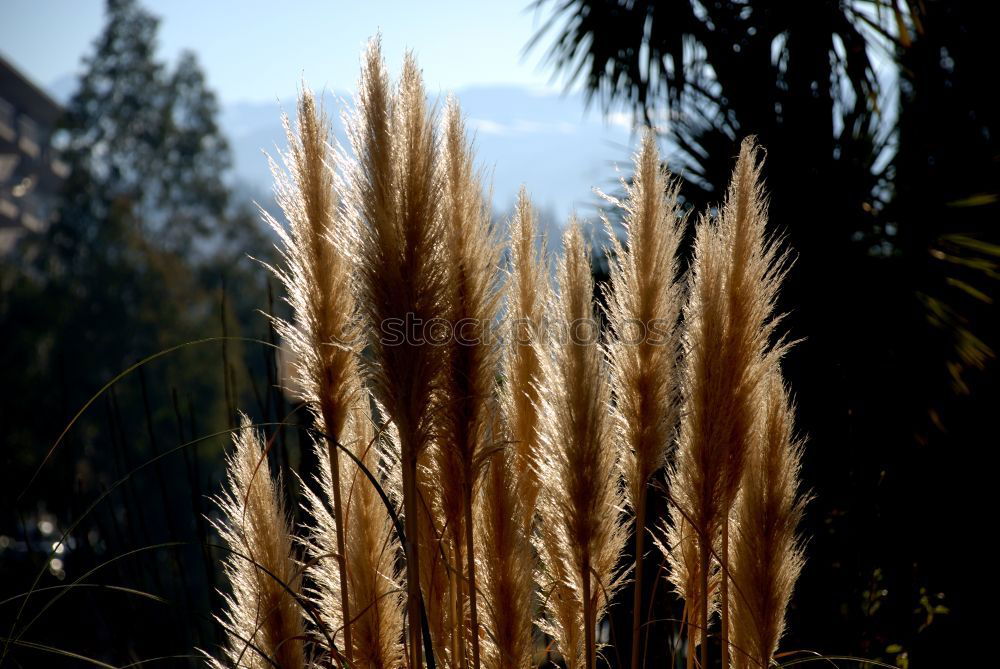 Similar – Image, Stock Photo Reed in the wind Ocean