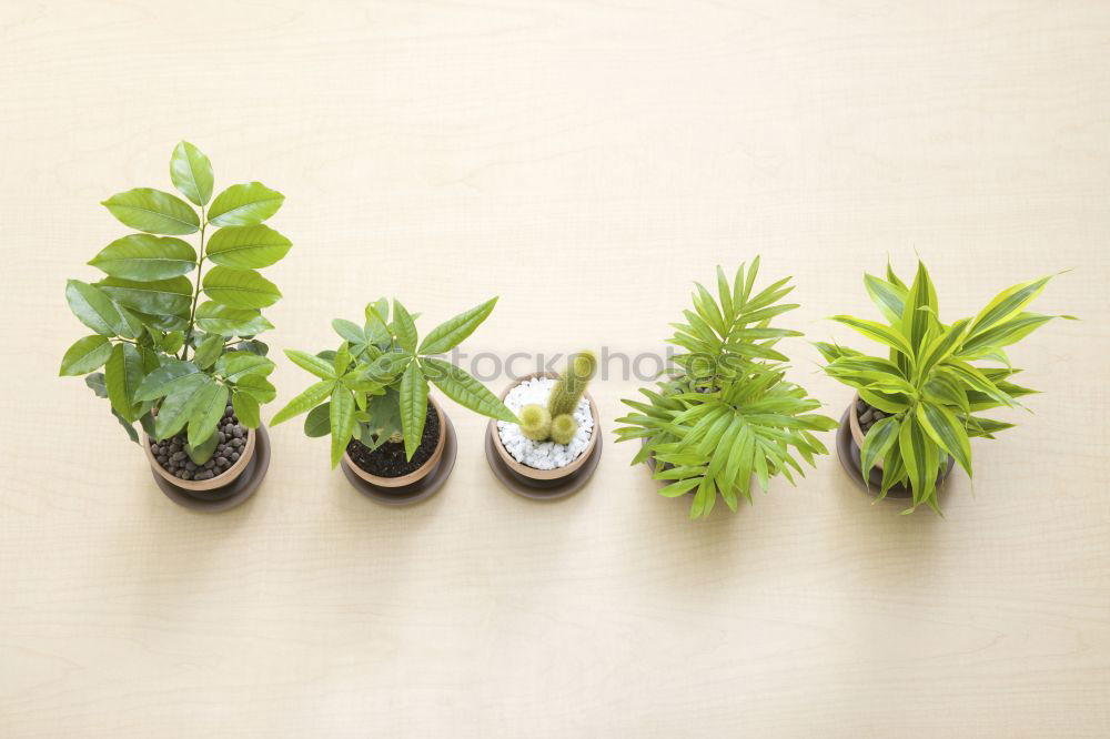 Similar – Image, Stock Photo collection of various conifers and its cones
