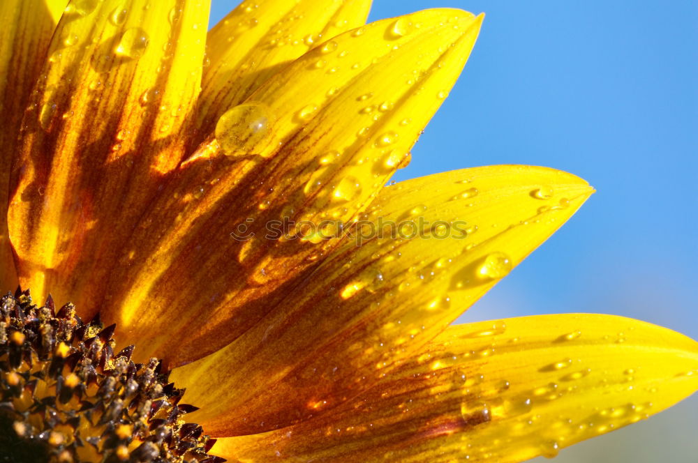 Similar – piece of sun Sunflower