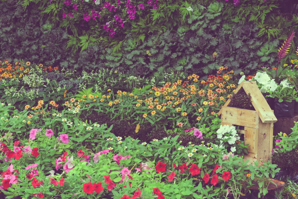 Similar – Image, Stock Photo Flower pots stand on a stone staircase on the steps at the side of the road. A garden bench stands behind it. It is autumn.