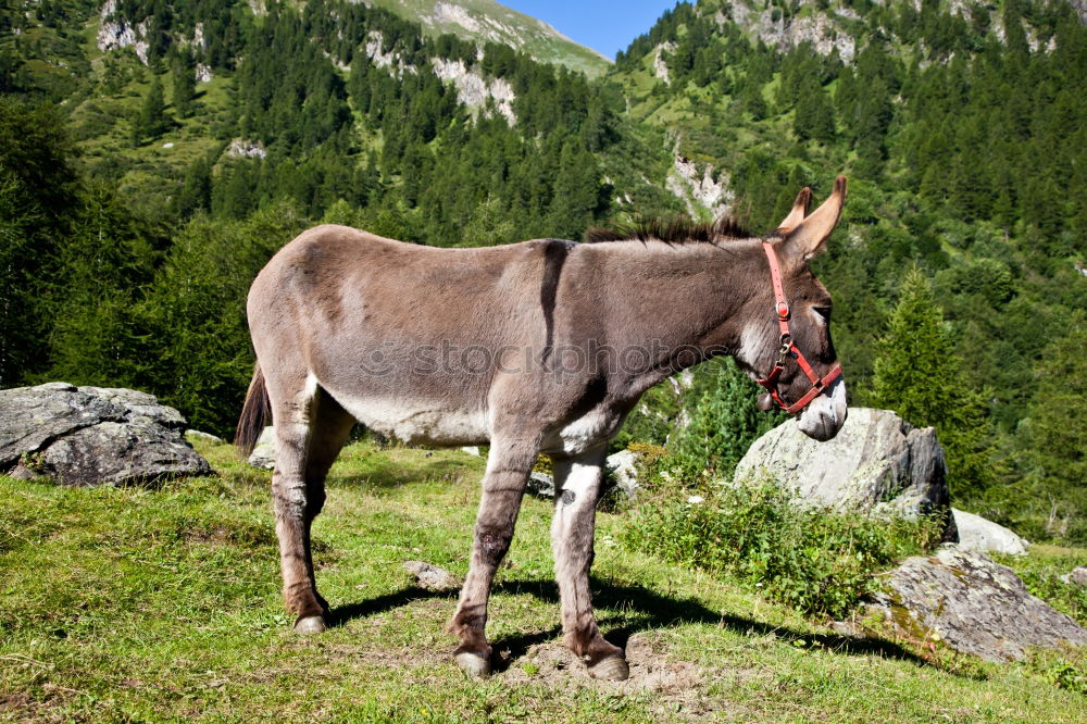 Similar – The donkey on the mountain