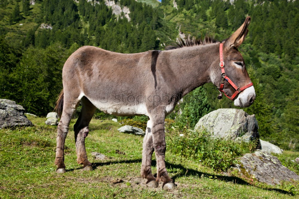 Similar – The donkey on the mountain