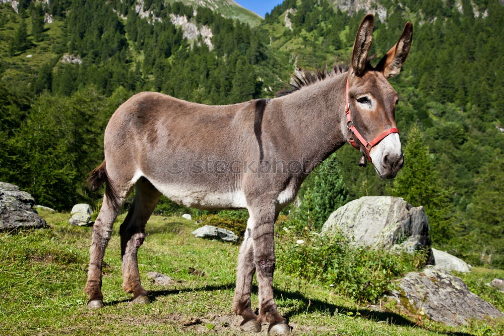 Similar – The donkey on the mountain