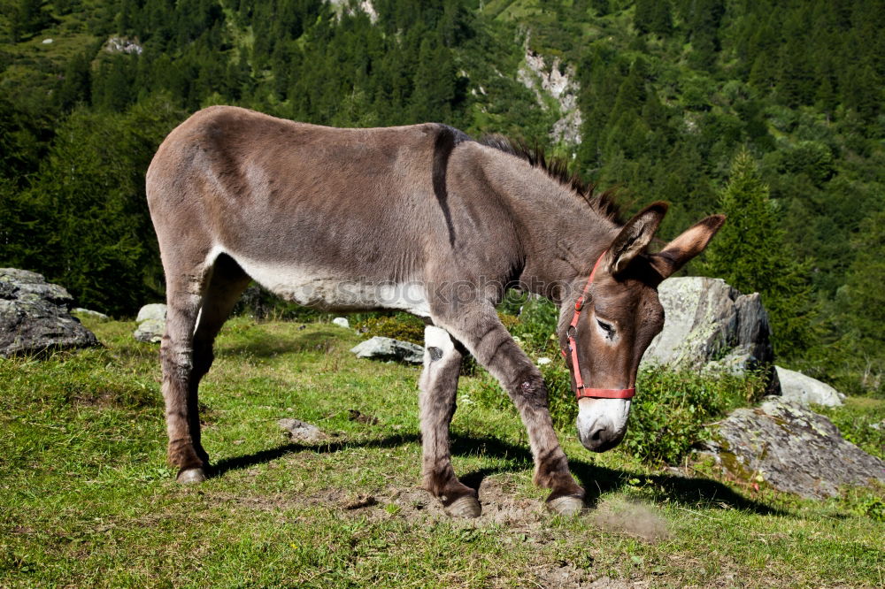 Similar – The donkey on the mountain