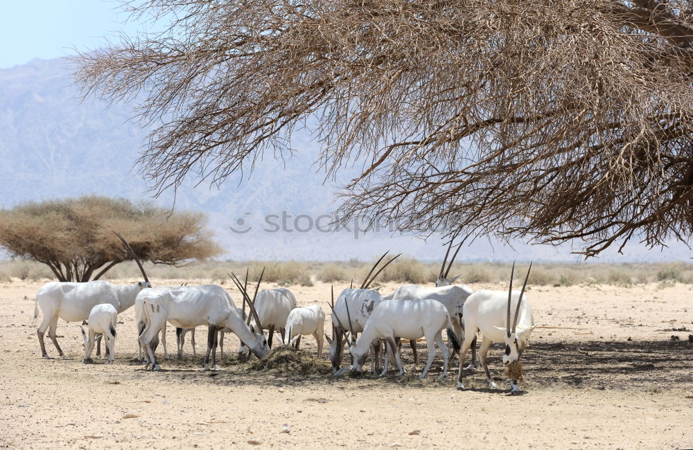 Similar – Image, Stock Photo zebras Vacation & Travel