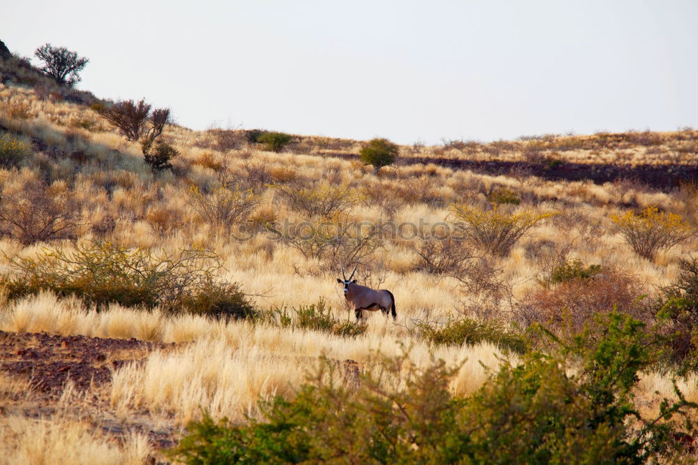 Similar – Image, Stock Photo wildebeest Safari Sand Sky