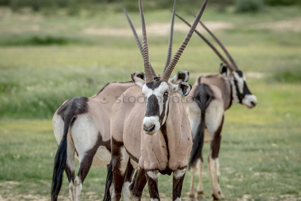 Similar – Image, Stock Photo relieving posture Animal