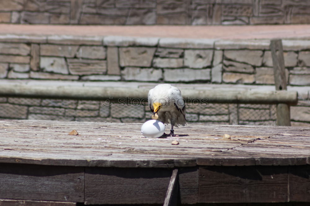 Similar – Foto Bild Möwe IV: Zuschlagen Vogel