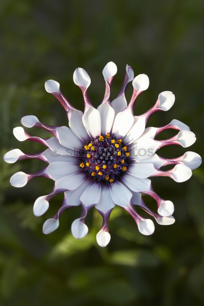 Similar – daisies Colour photo