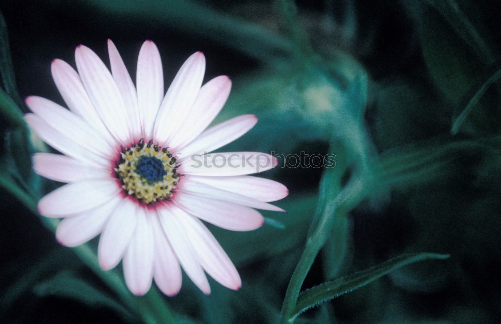 Similar – Image, Stock Photo anew Plant Spring Bushes