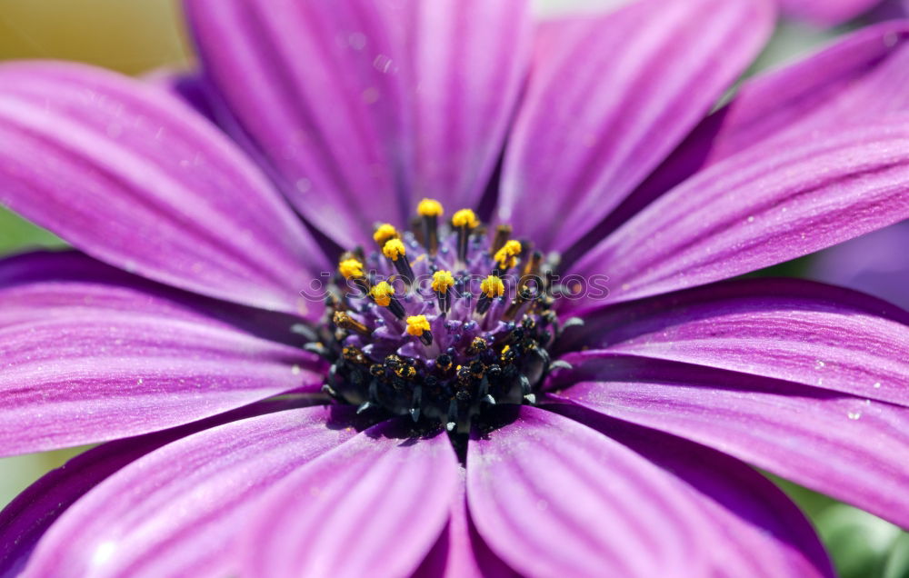 Similar – Foto Bild Blümchen, die zweite Blume