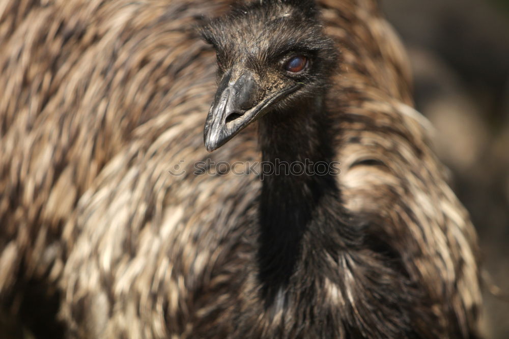 Similar – Image, Stock Photo Madam Animal Bird 1