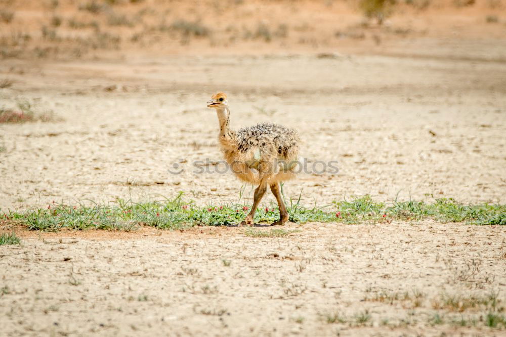 Similar – Little wallabee kangaroo