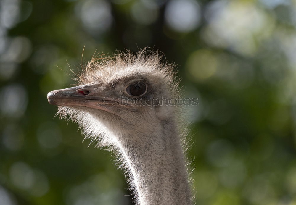 Similar – Image, Stock Photo Ostrich headshot on green background