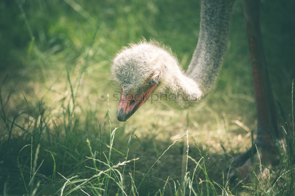 Similar – Early riser? ostrich Bird