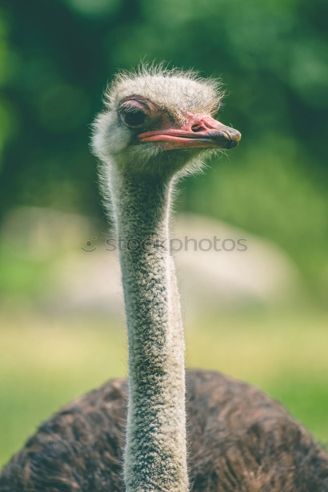 Image, Stock Photo Ostrich headshot on green background