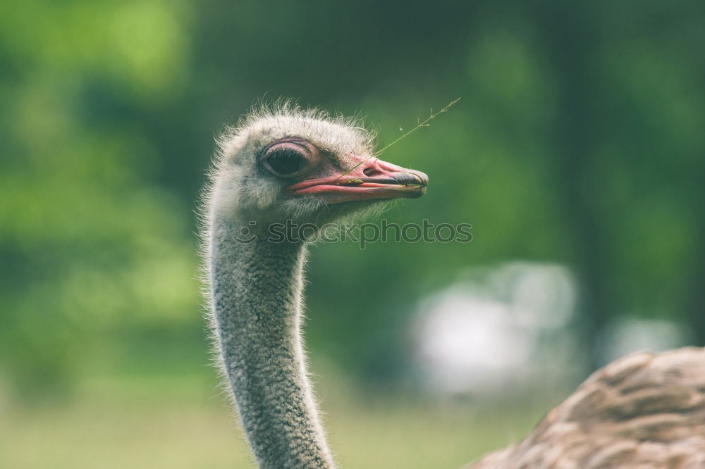 Similar – Early riser? ostrich Bird