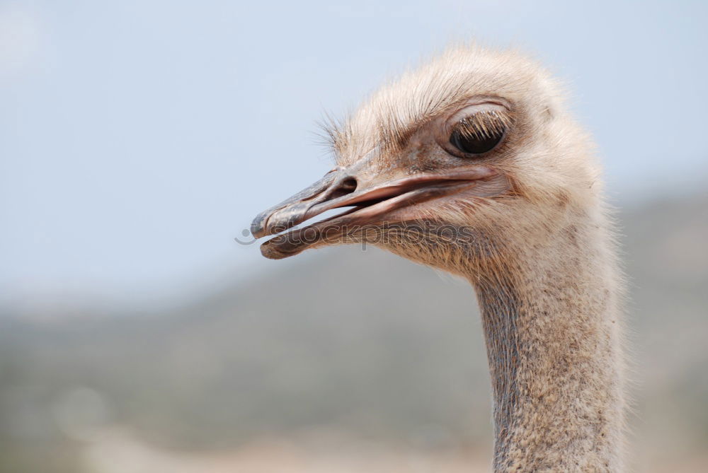 Similar – Funny Ostrich Bird Portrait