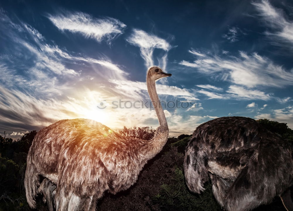 Similar – schwäne am abend Schwan