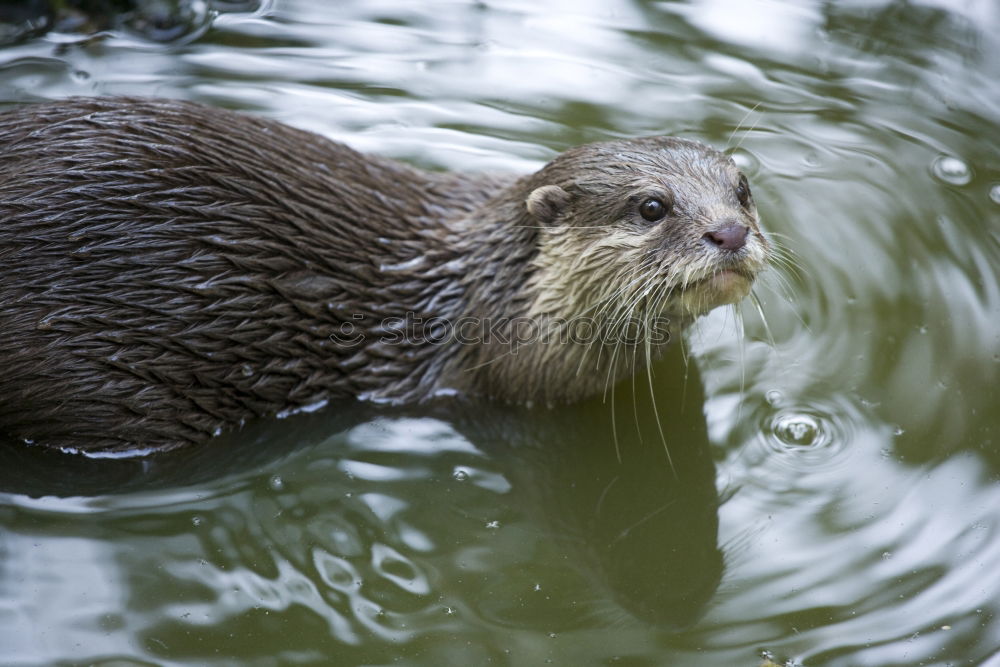 Similar – Image, Stock Photo Nutria in water Nature