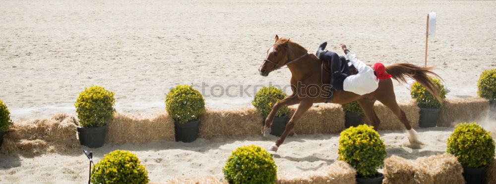 Similar – Image, Stock Photo 1 HP Horse Show jumping