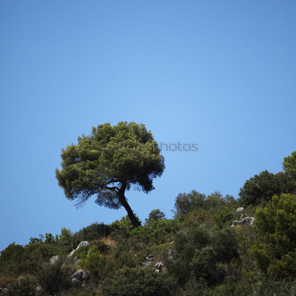 Similar – Pines offer shade on the beach in Sardinia