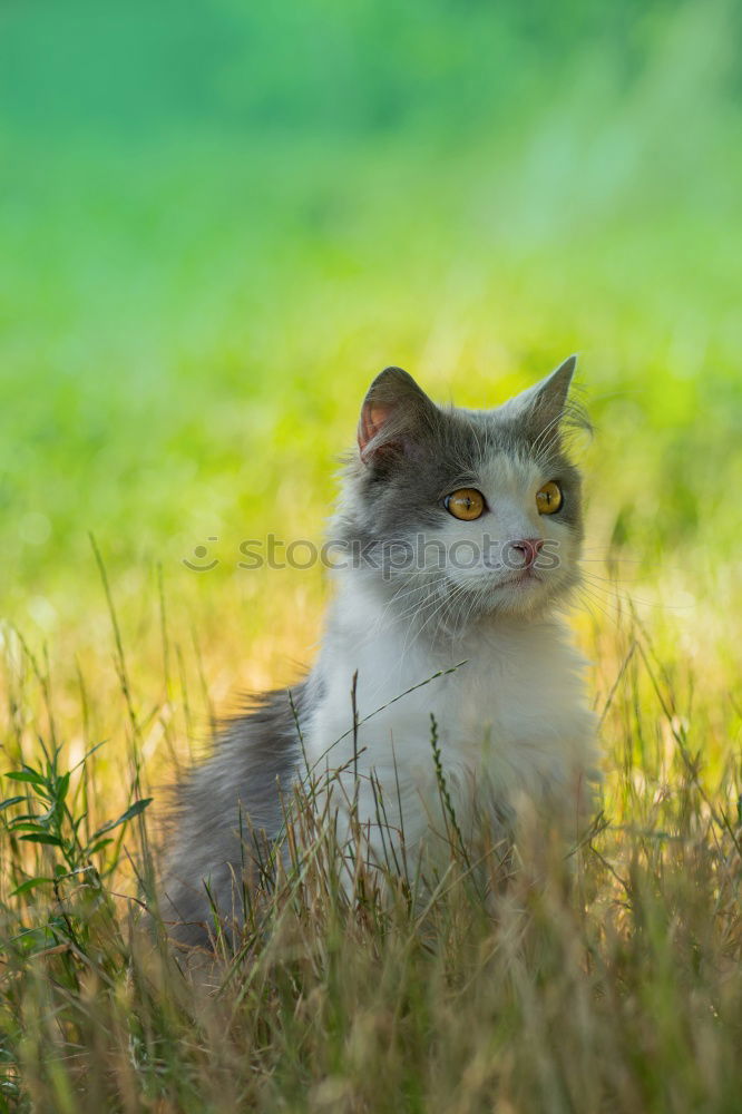 Similar – striped domestic cat in the grass