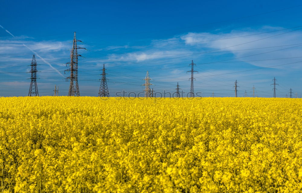 rapsfeld Canola