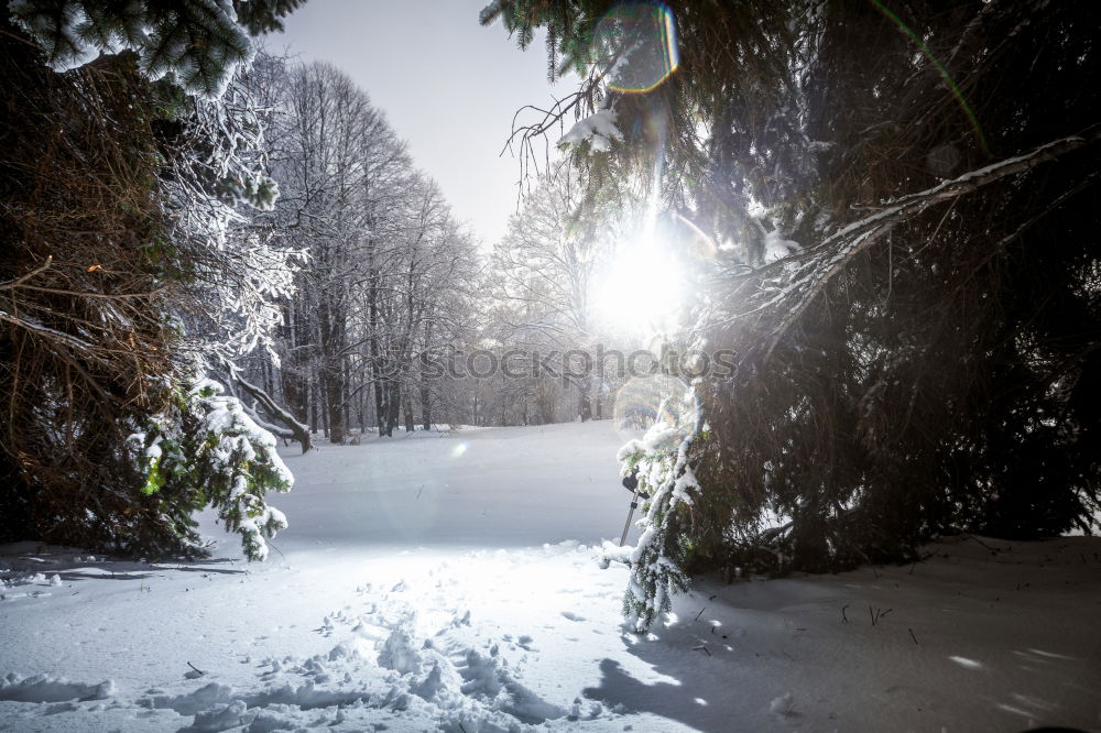 Similar – WINTER Winter Baum Licht