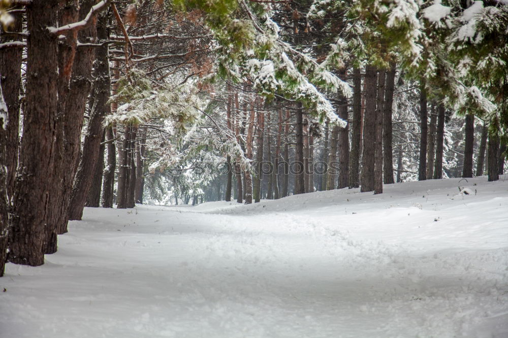 Similar – dem Winter entgegen