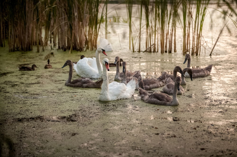 Similar – Image, Stock Photo extended family Nature